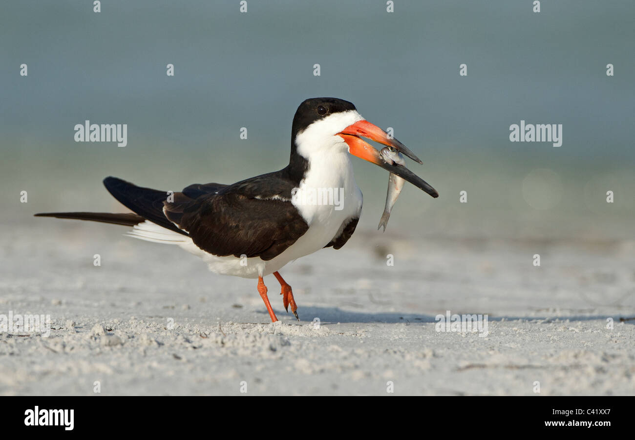 Skimmer with fish about to offer to its mate Stock Photo Alamy