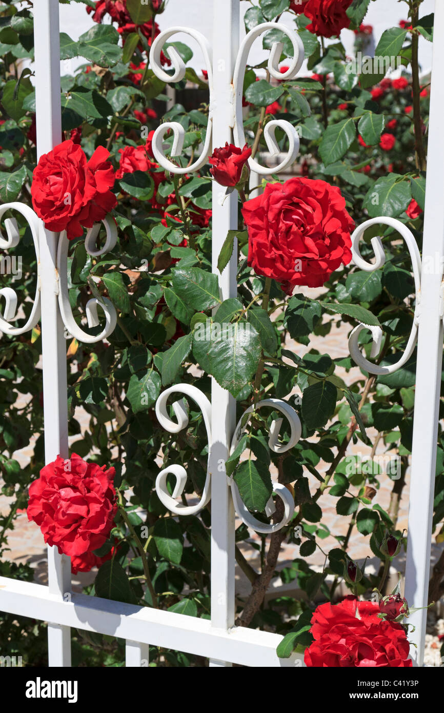 Rose Rails Red roses and white painted wrought iron railings in Albufeira ...