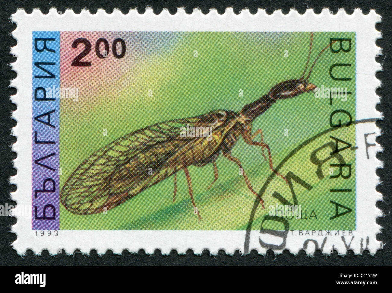 BULGARIA-1993: A stamp printed in the Bulgaria, shows the insect, Snakefly Stock Photo