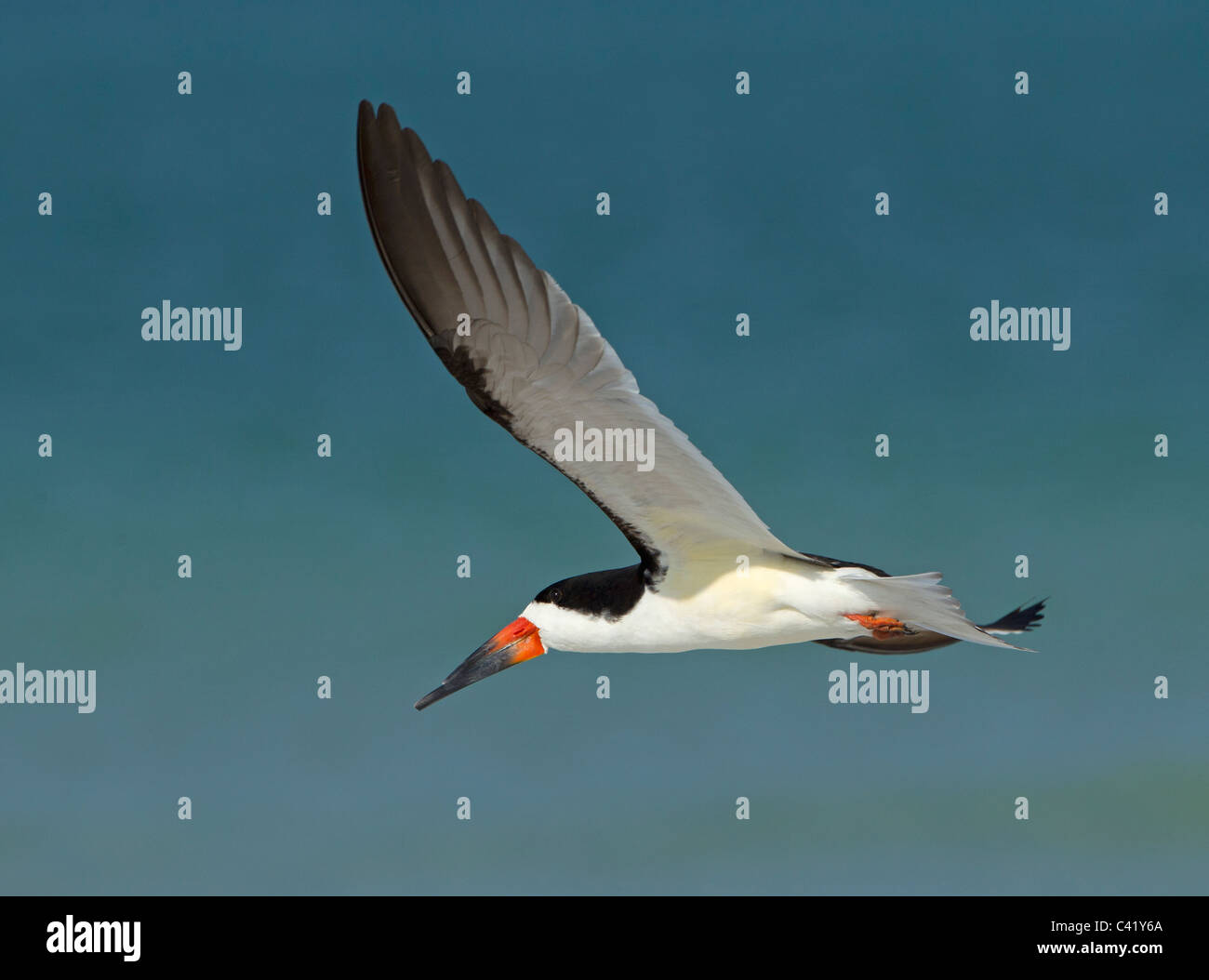 Skimmer in flight over the sandy beach at Fort de Soto, Florida Stock