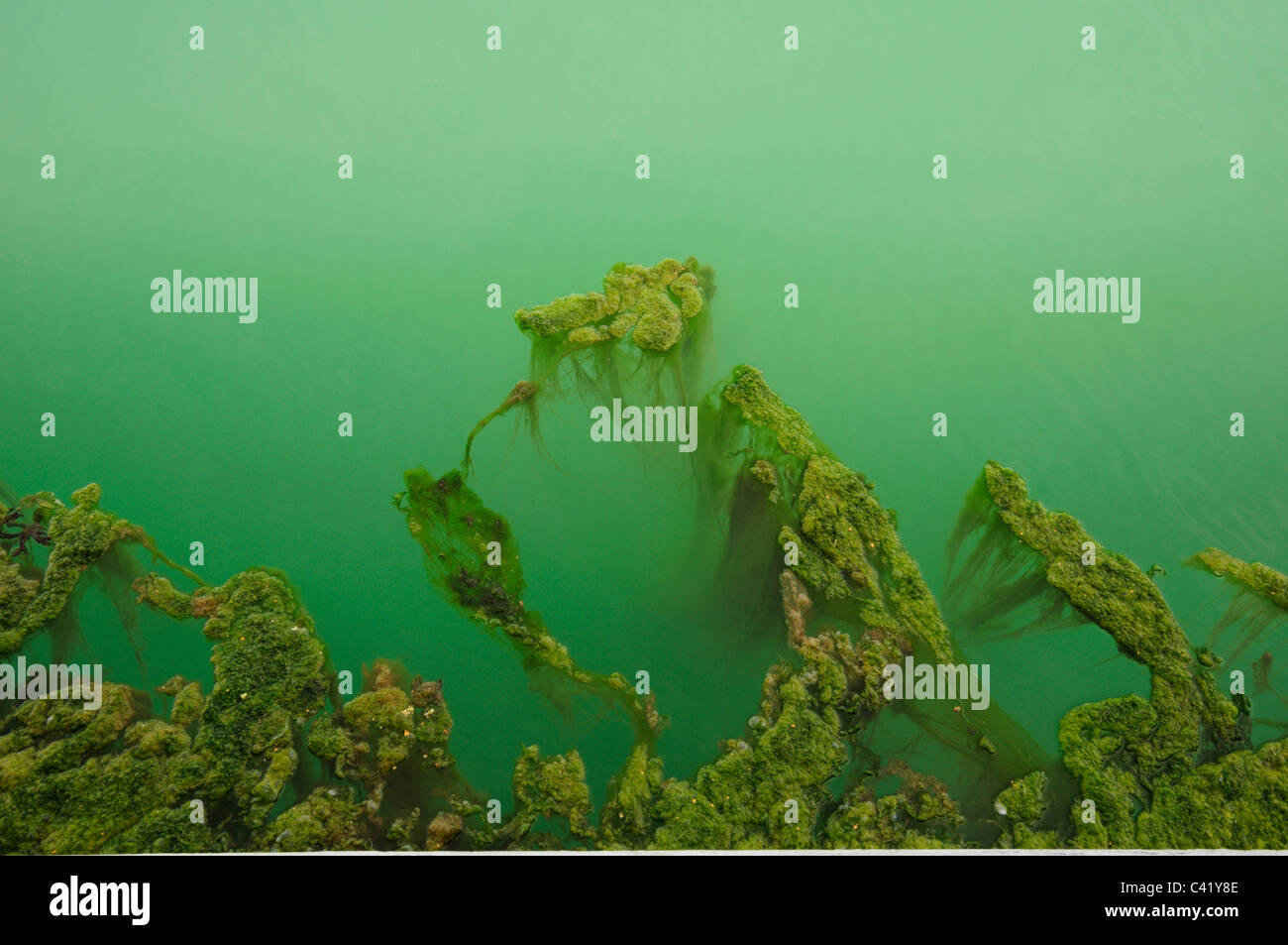 Strands of green sea-weed floating on the surface of the sea. Stock Photo