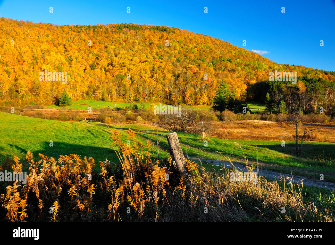 Peak Fall Foliage in Vermont Stock Photo Alamy