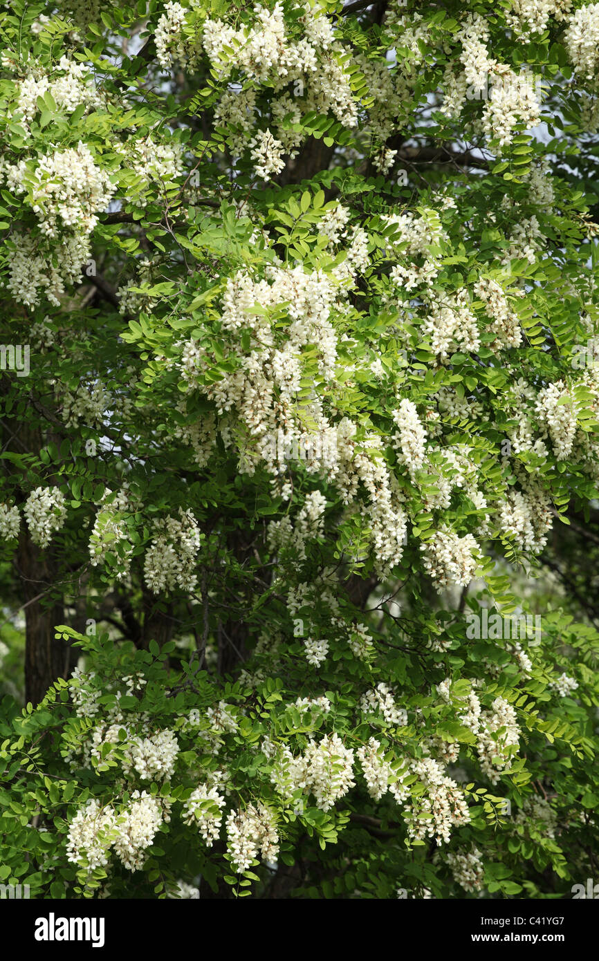 black locust tree flowers