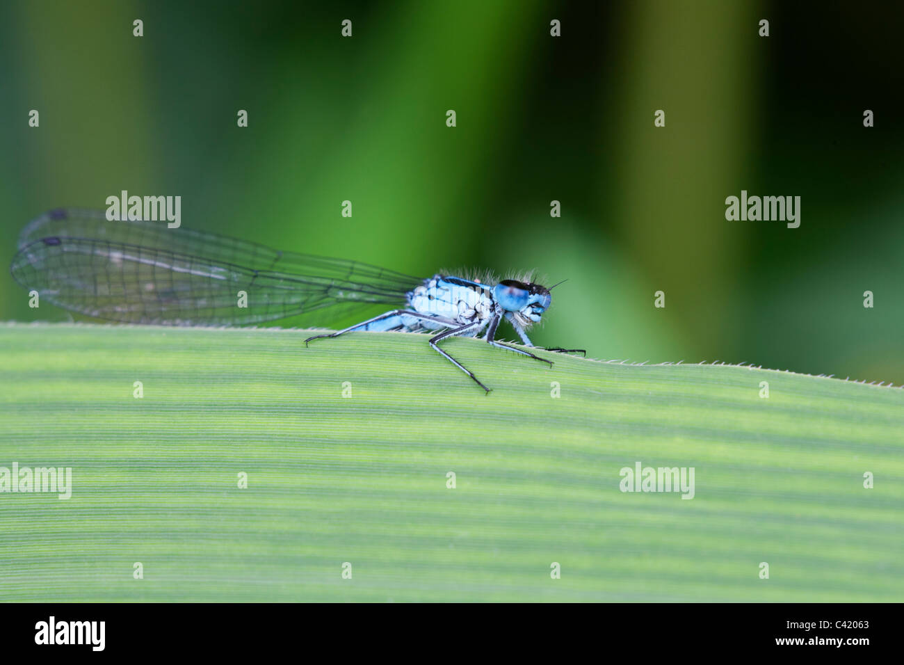 Azure Damselfly Coenagrios puella adult male at rest on a leaf Stock ...