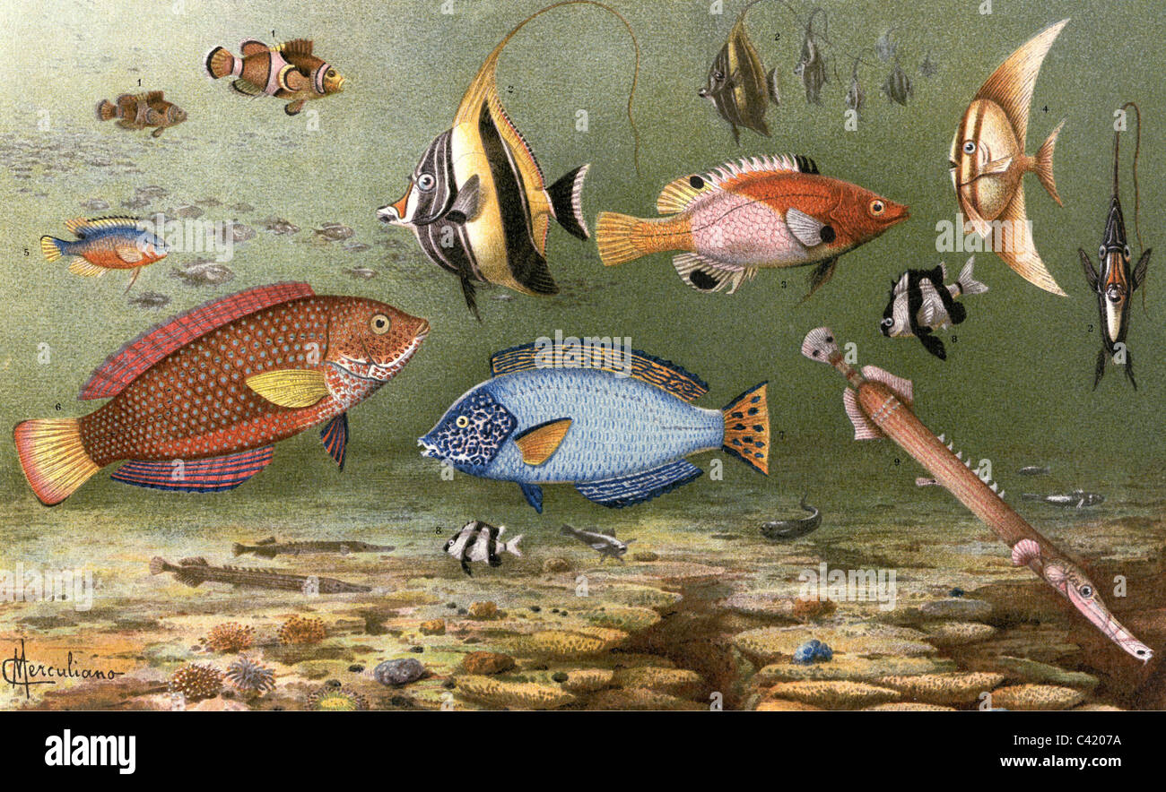 zoology, fishes, fishes of the South Sea, 1: Clownfish (Amphiprion percula), 2: Moorish Idol (Zanclus cornutus), 3: Cossyphus axillaris, 4: Platax Ehrembergi, 5: Glyphidodon unicellulatus, 6: Anampses Cuvieri, 7: Anapsus Godefroy, 8: Whitetail dascyllus (Dascyllus aruanus), colour lithograph, Meyers Encyclopedia, Leipzig, 5th volume, 1893 - 1901, Additional-Rights-Clearences-Not Available Stock Photo