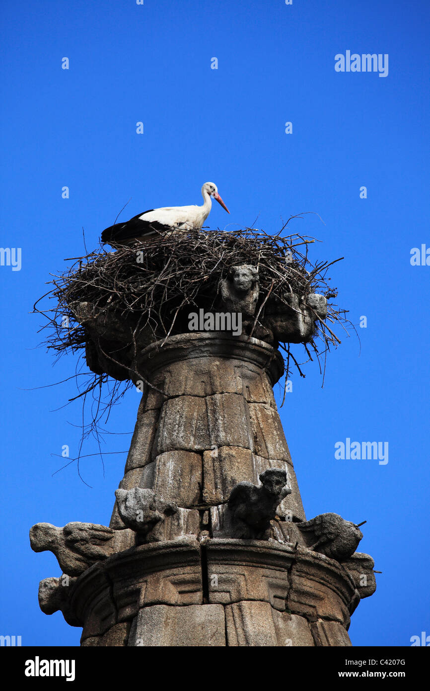 A white stork (Ciconia ciconia) nests on the roof of the Convent of St Benito (Conventual de San Benito) in Alcantara, Spain. Stock Photo