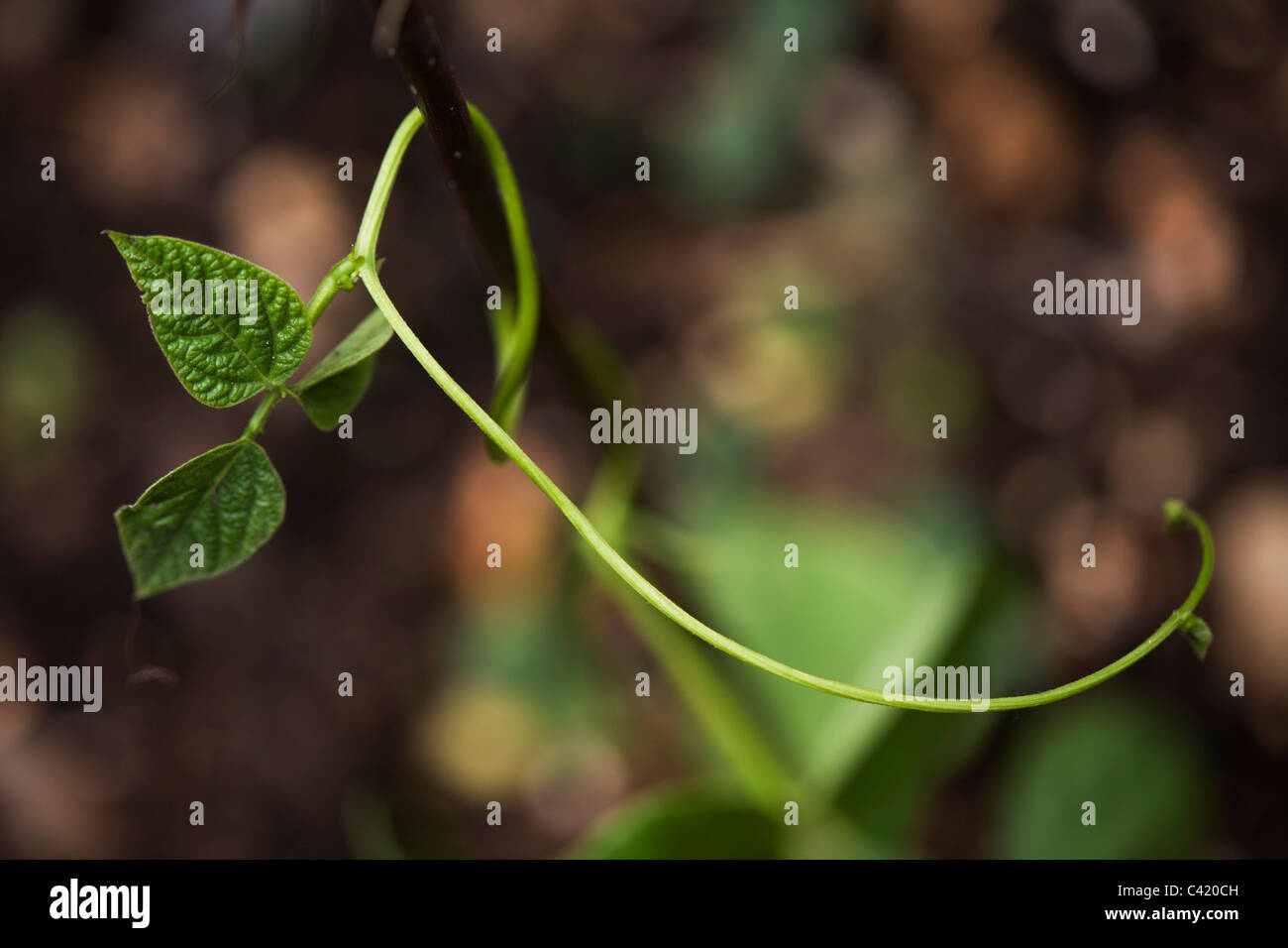 Detail of green shoots of growing runner bean plant in back garden. Stock Photo