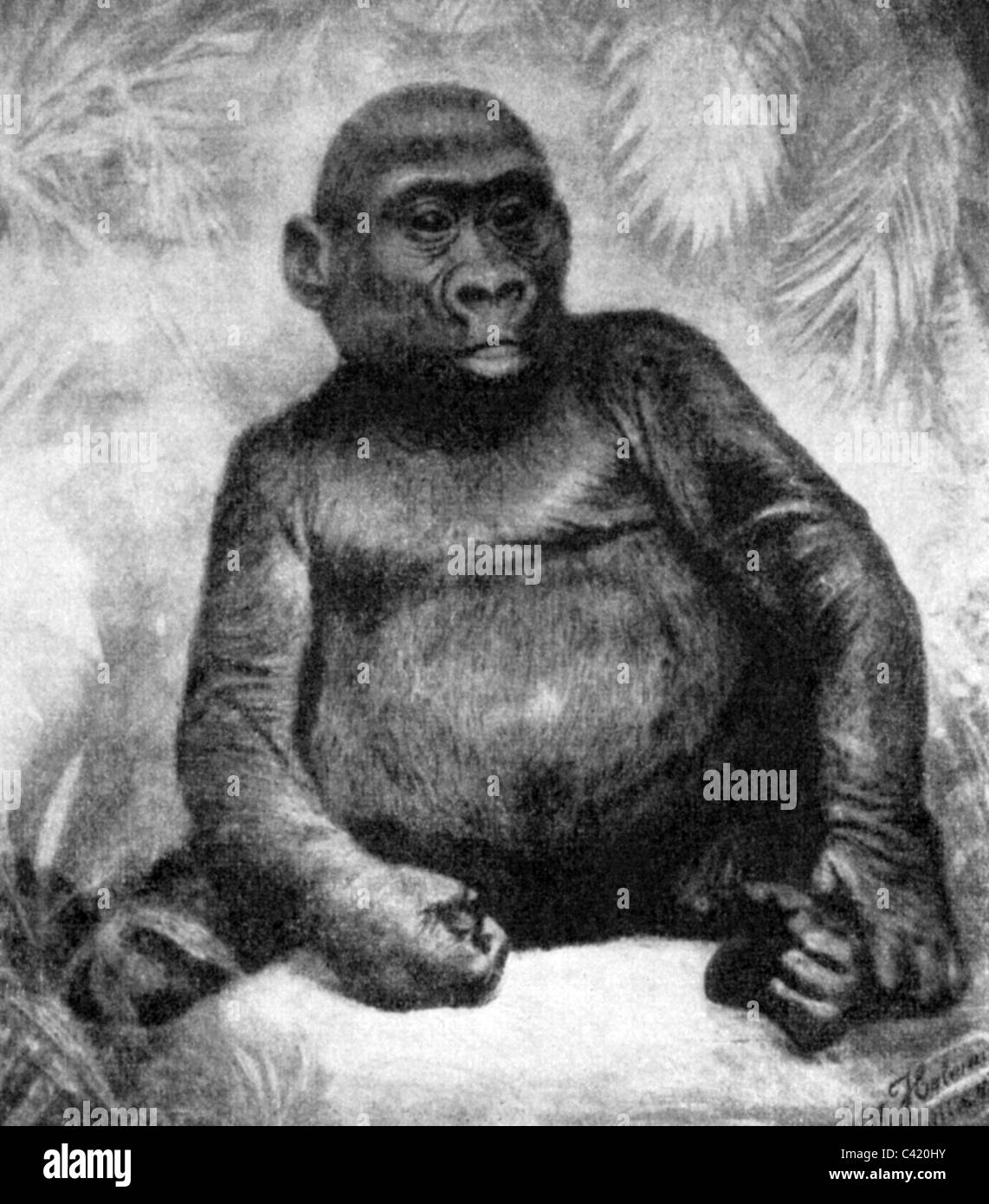 zoology, mammals, apes, hominidae, gorilla Mpungu, displayed by Alfred Brehm in the Berlin Aquarium 1870, Additional-Rights-Clearences-Not Available Stock Photo