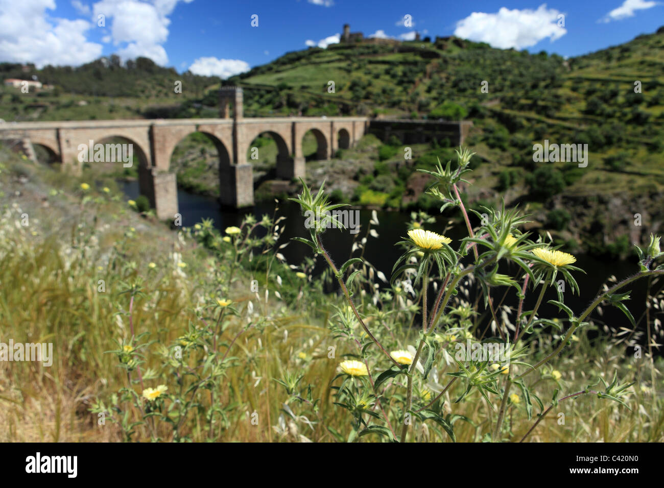 Wild flowers above the Roman Bridge at Alcantara in Spain Stock Photo