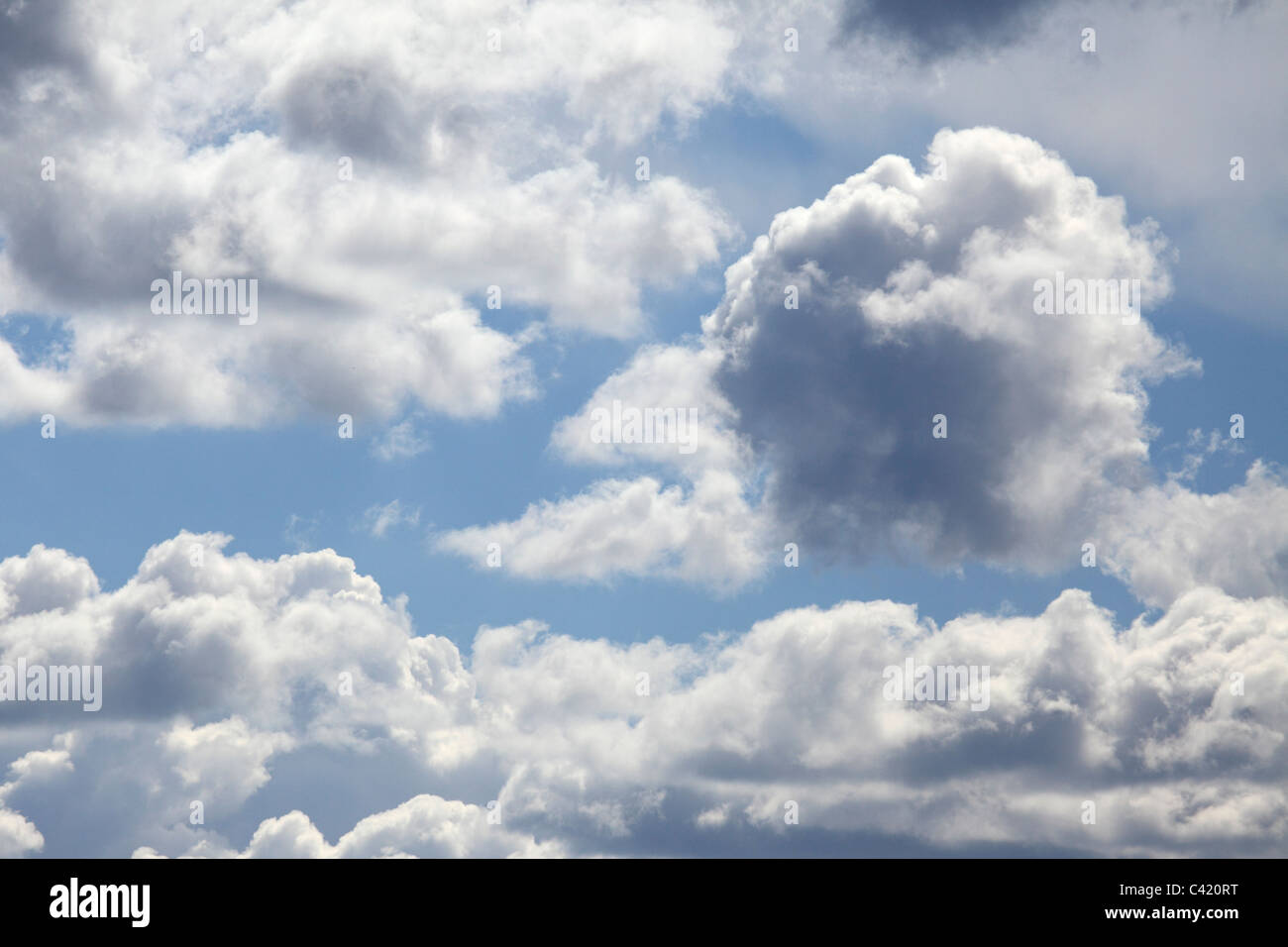 Rain clouds in a blue sky. The heavy Cumulus clouds are laden with moisture that will fall as