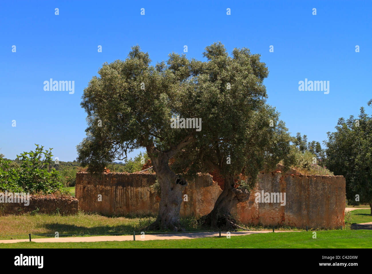 Ancient olive trees and a ruined building in the countryside near Silves, Algarve, Portugal