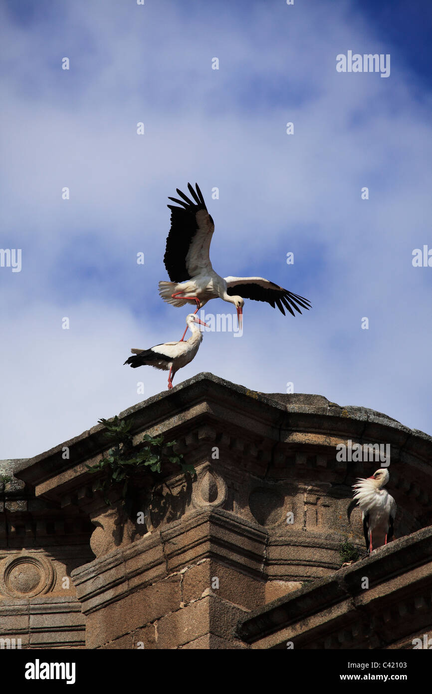 Storks mate on the roof of a historic building in the Extremadura region of Spain. Stock Photo