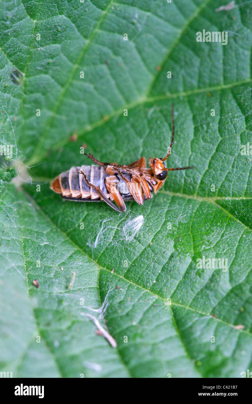 Soldier Beetle Cantharis livida adult beetle on it's back 'playing dead' on a leaf Stock Photo