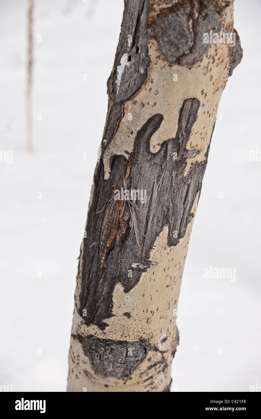 Elk antler scratches scrapes tree trunk hires stock photography and