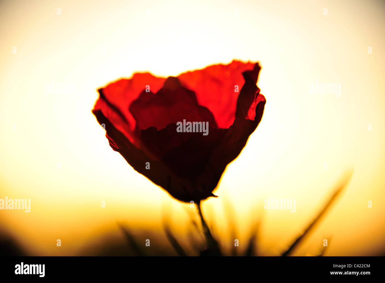 Poppy silhouette hi-res stock photography and images - Alamy