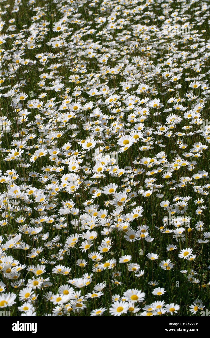 A Field of Ox-eye Daisies, Leucanthemum vulgare. Chess Valley, Hertfordshire Stock Photo