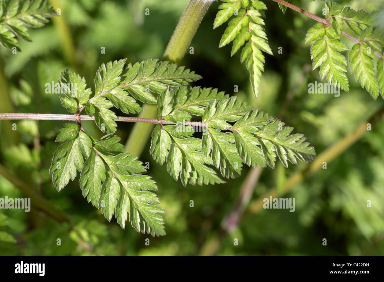 Cow Parsley Leaf, aka Wild Chervil, Wild Beaked Parsley and Keck, Anthriscus sylvestris, Apiaceae. Stock Photo