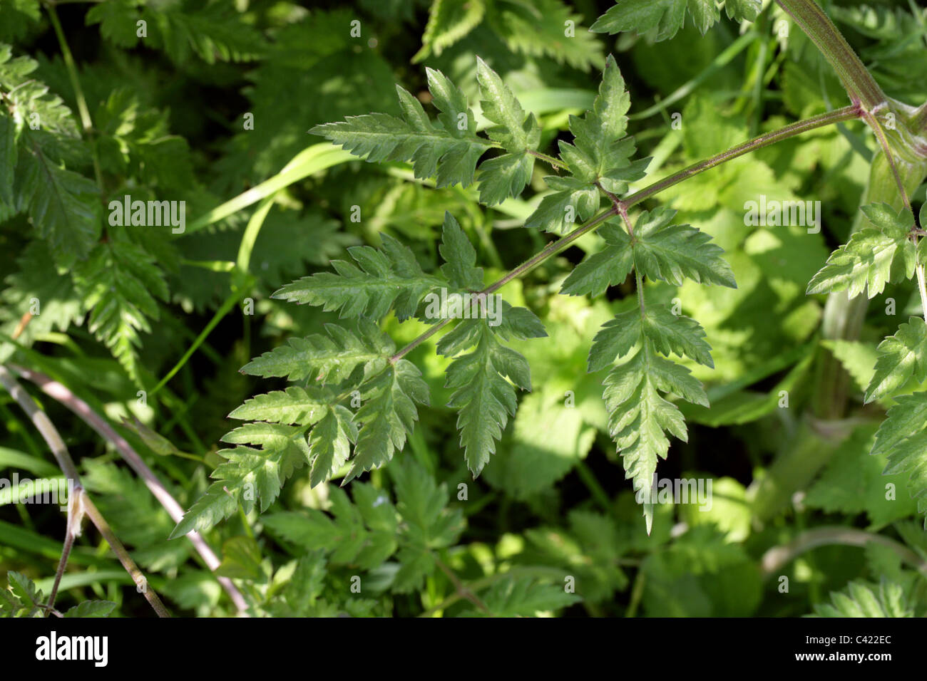 Cow Parsley Leaf, aka Wild Chervil, Wild Beaked Parsley and Keck