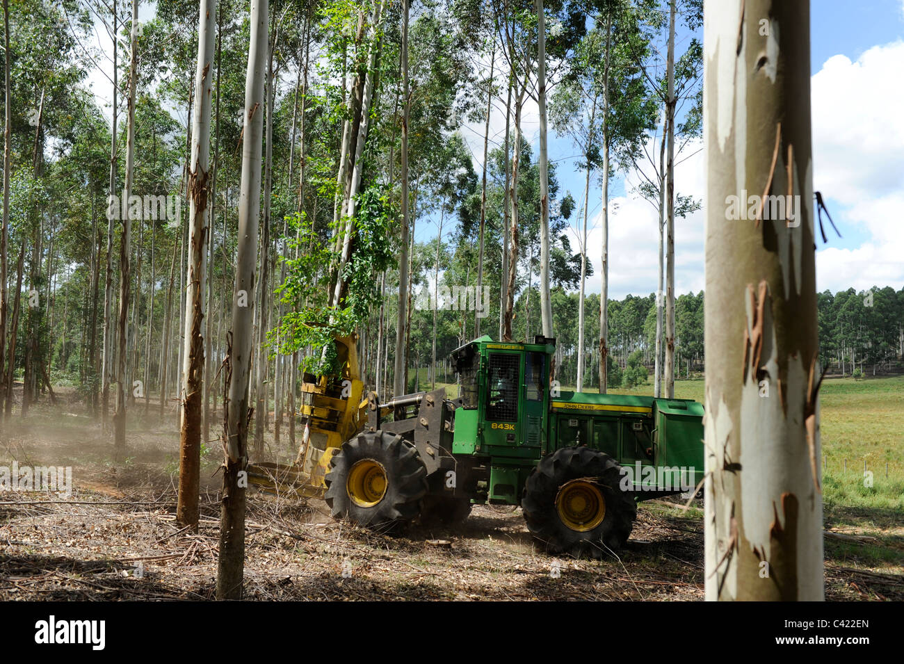 Uruguay Rivera Fsc Eucalyptus Grande Forest Of Company Urufor For Stock Photo Alamy