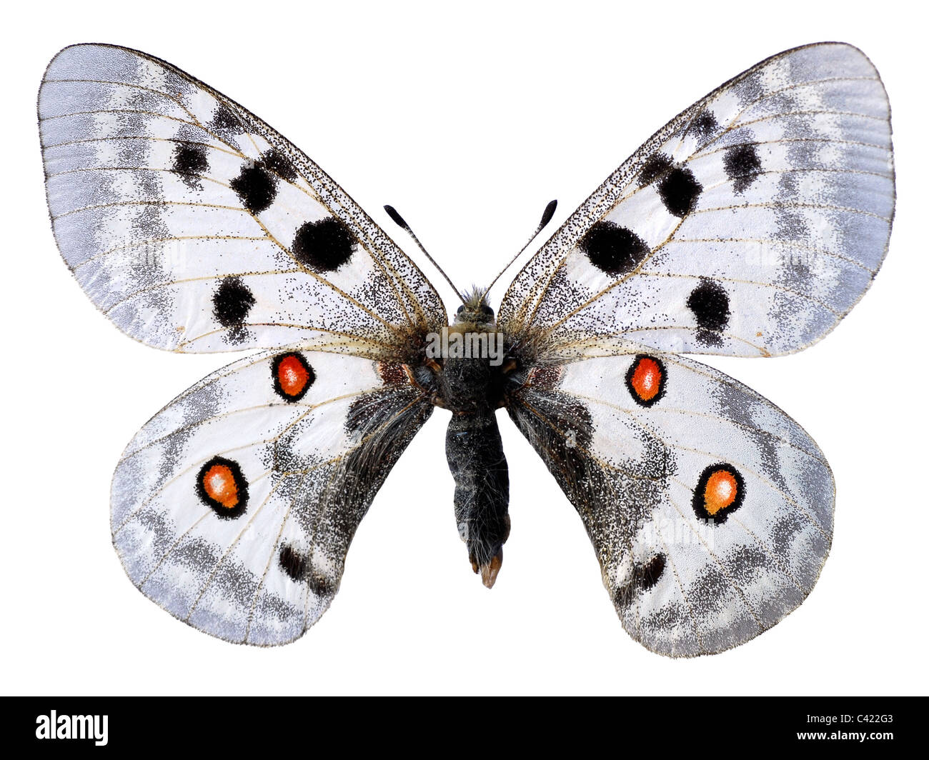 Apollo butterfly (Parnassius apollo) isolated on white background Stock Photo
