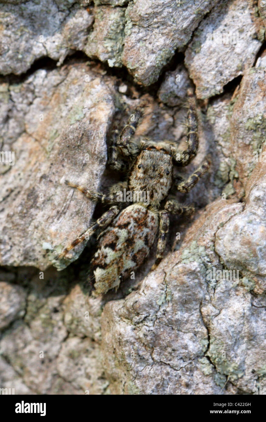 Small Jumping Spider, Marpissa muscosa (?), Salticidae, Araneae, Arachnida. Well Camouflaged Sitting on Poplar Tree Bark. Stock Photo