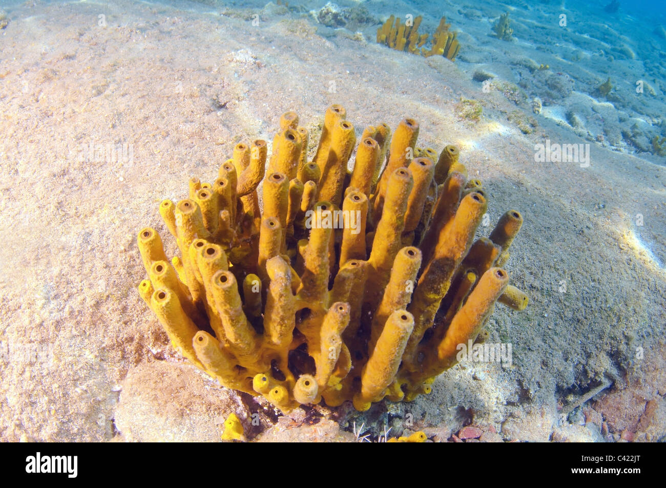 Sponges (Porifera) Stock Photo