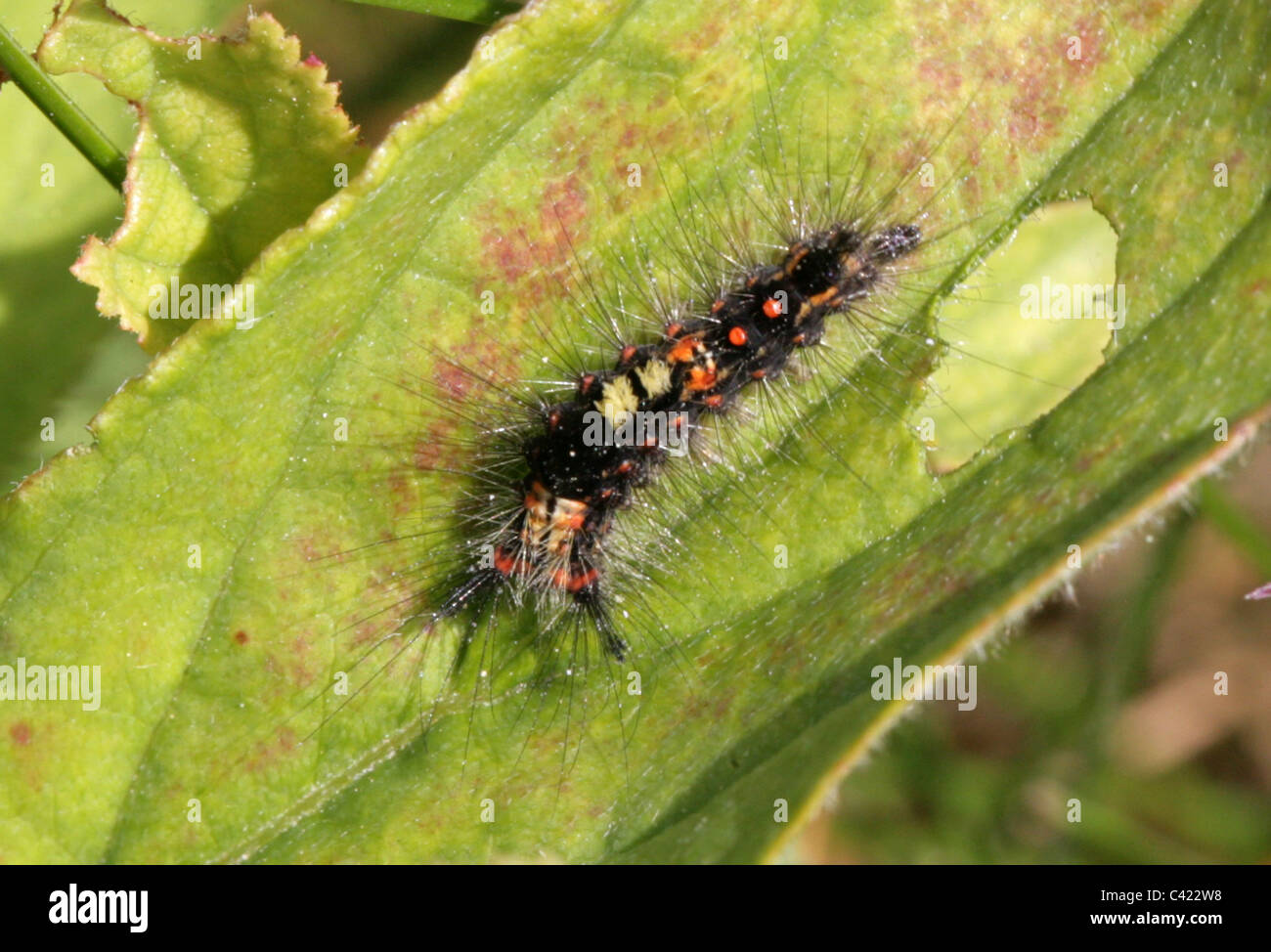 Early Instar of a Rusty Tussock Moth or Vapourer Moth Caterpillar, Orgyia antiqua, Lymantriidae. Stock Photo