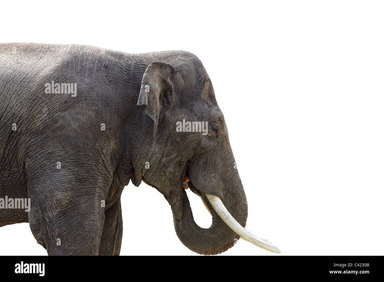 Isolated elephant on white background Stock Photo - Alamy