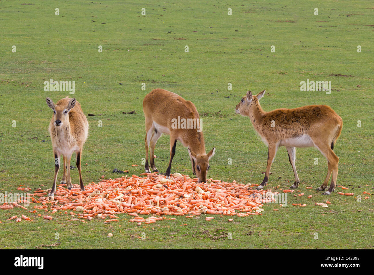 These antelopes from Africa are very cute looking deer like animals Stock Photo
