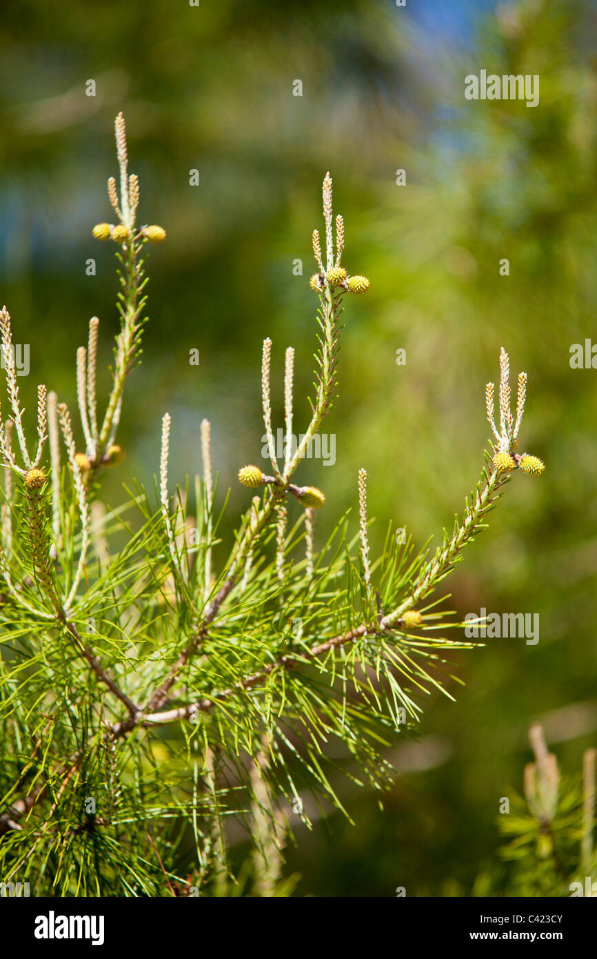 New growth candles with new branches growing from them seen from a distance resemble crosses. Stock Photo