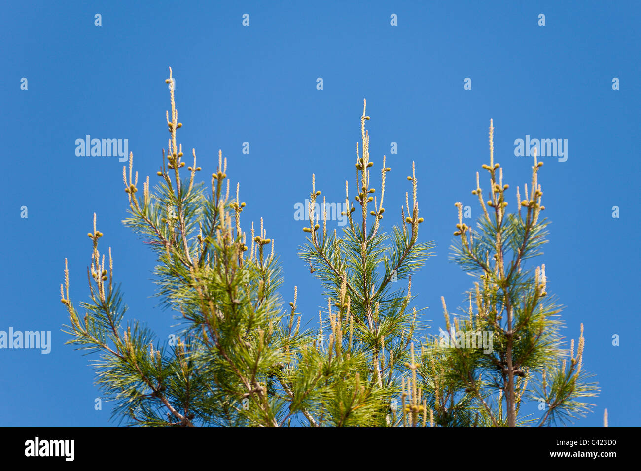 New growth candles with new branches growing from them seen from a distance resemble crosses. Stock Photo