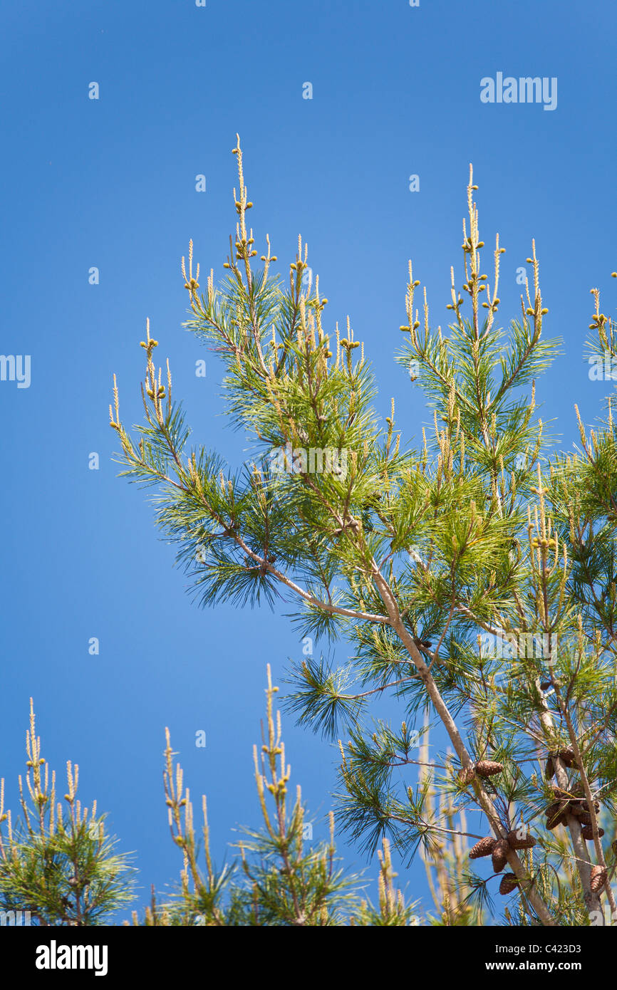 New growth candles with new branches growing from them seen from a distance resemble crosses. Stock Photo