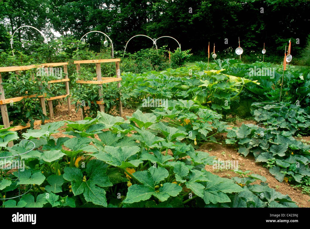 Large vegetable garden with blackberries, squash, tomatoes, and pie