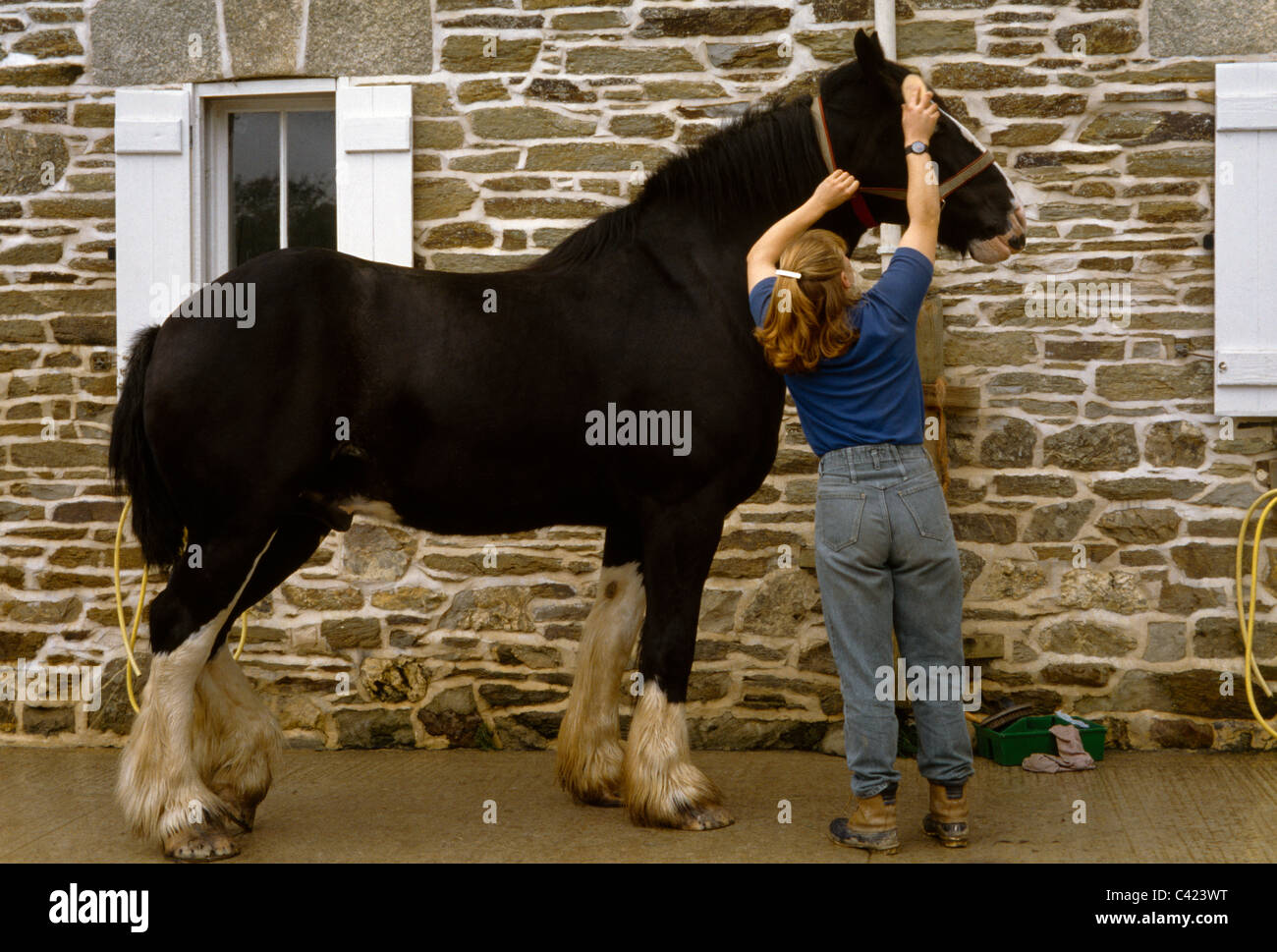 Shire Horse Being Groomed At The Shire Horse Centre Cornwall Stock Photo