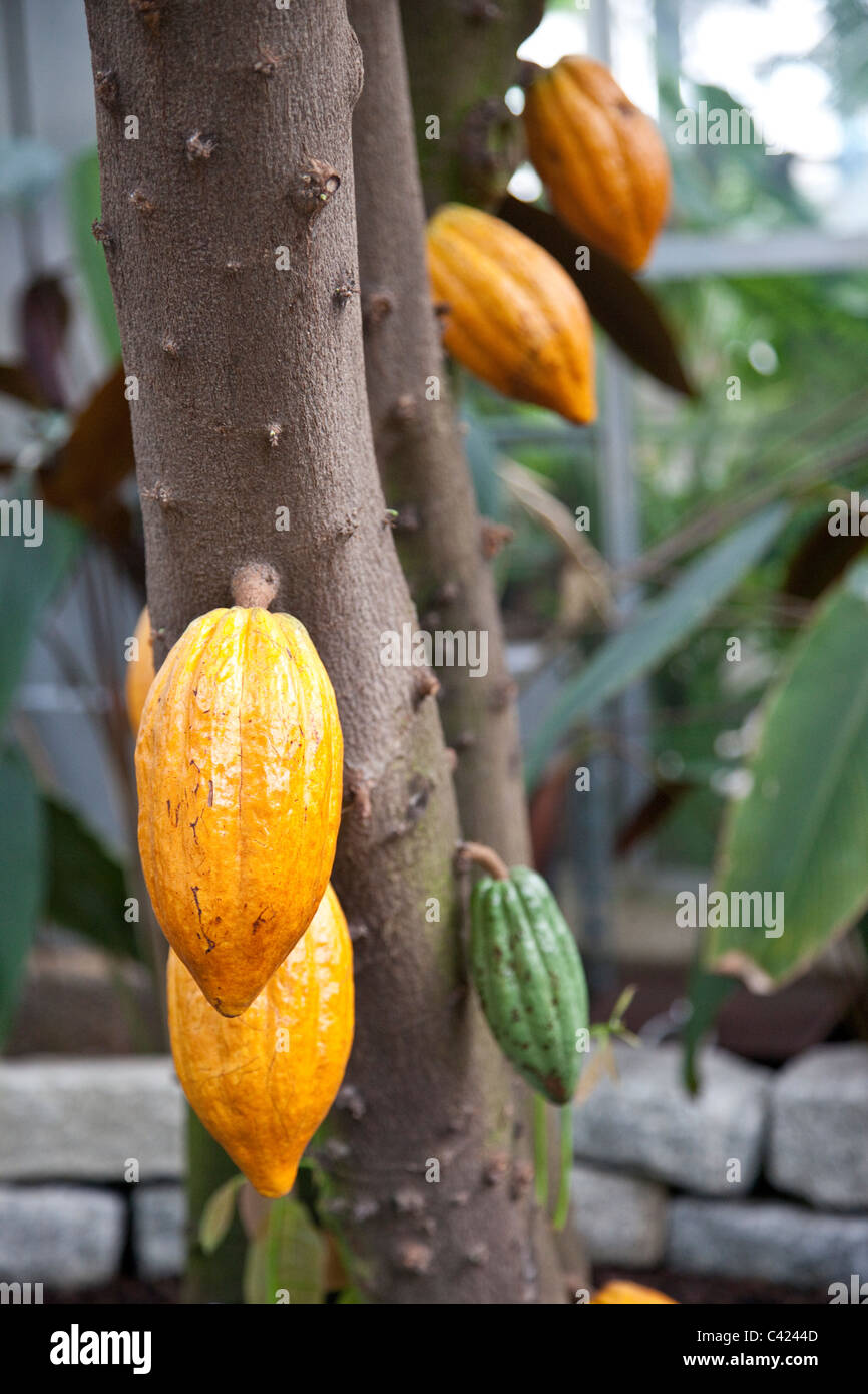 Cacao, Theobroma cacao, United States Botanic Garden Conservatory, Washington DC Stock Photo