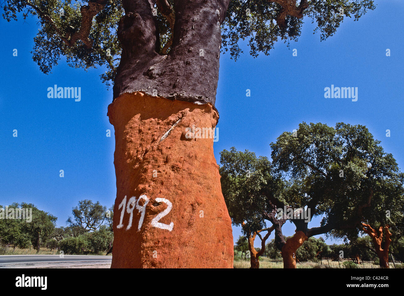 The cork oak (Quercus suber L.) grows in central and southern Portugal, Alentejo area of Portugal Stock Photo