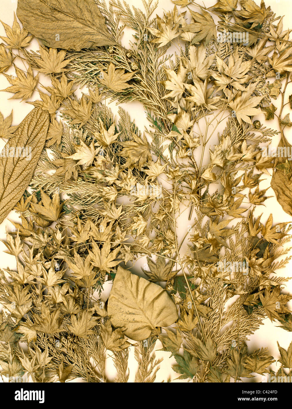 Gold leaves hi-res stock photography and images - Alamy