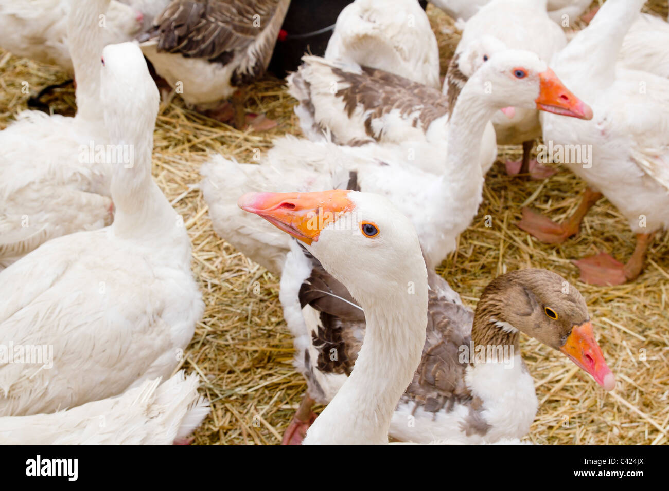 goose white bird in farmyard head neck closeup Stock Photo