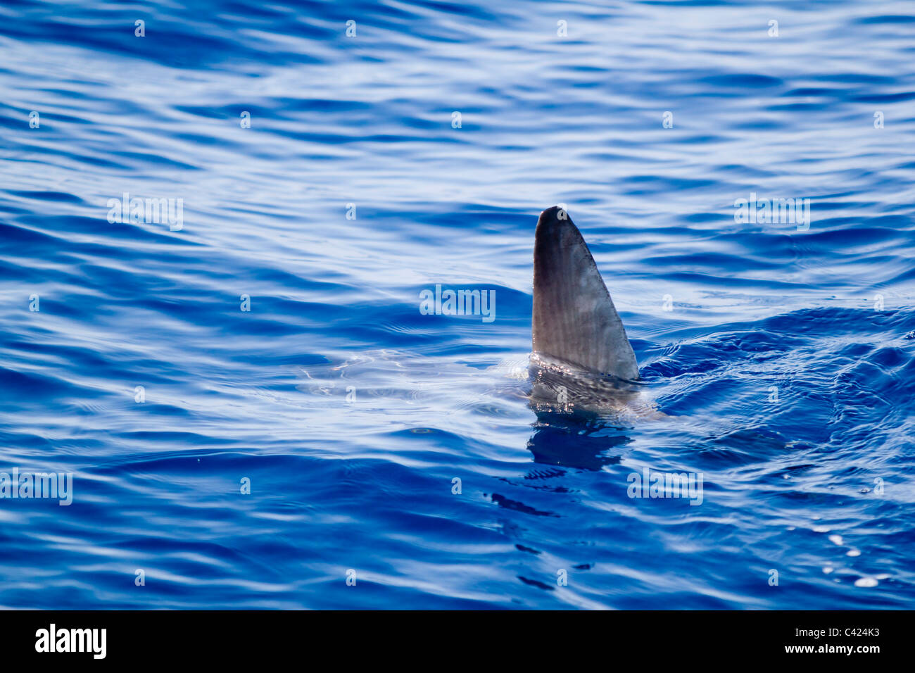 sunfish fin coming out water as a shark metaphor blue sea Stock Photo ...