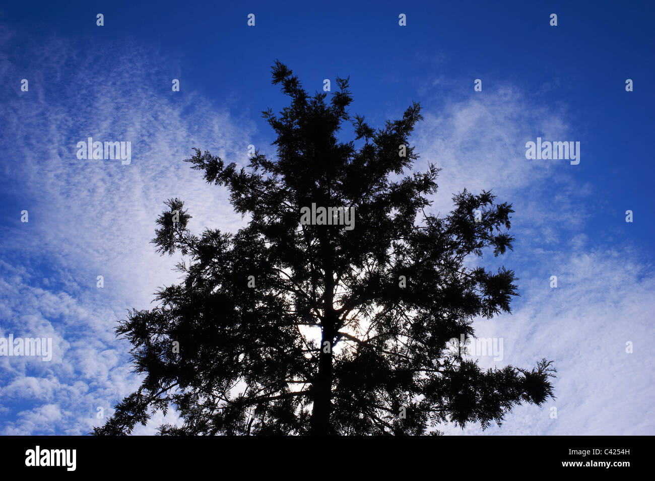 Silhouetted tree against blue cloudy sky Stock Photo - Alamy
