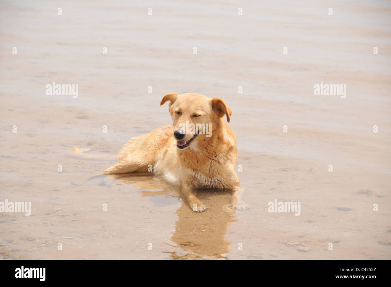 How To Cool Down An Old Dog