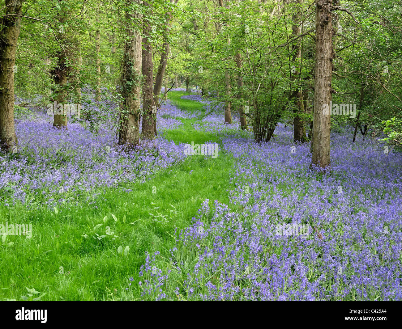 Bluebells, Hyacinthoides non-scripta, mass of flowers in woodland, Midlands, April 2011 Stock Photo