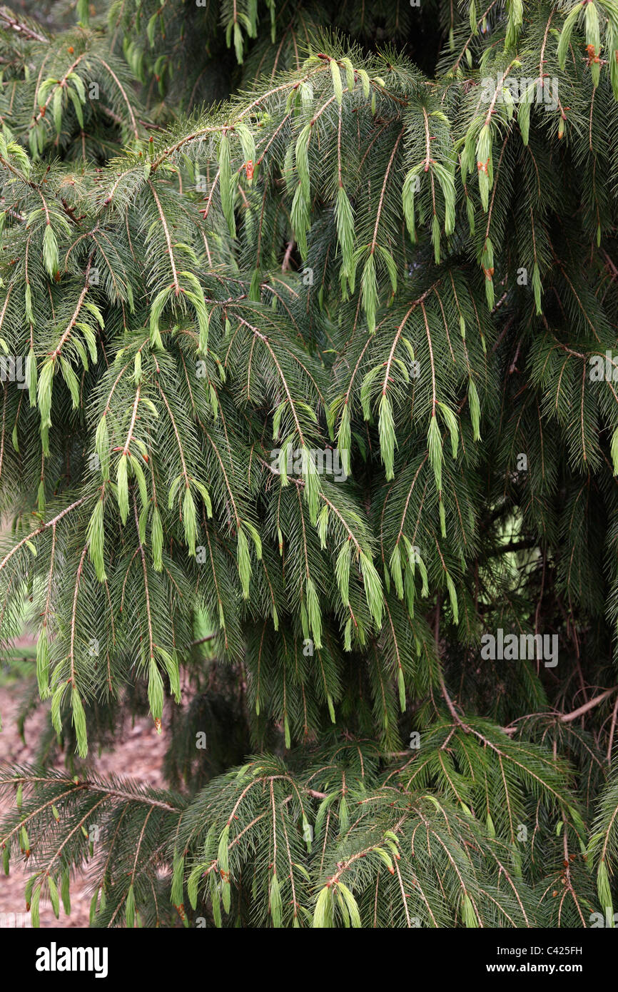 Picea smithiana - new growth in spring Stock Photo
