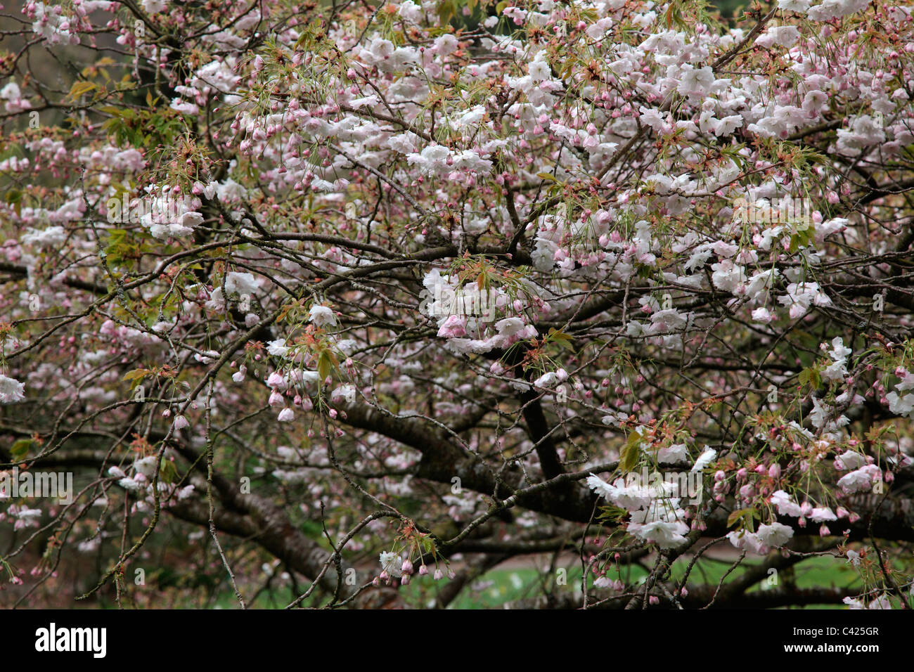 Prunus 'Shogetsu' AGM Stock Photo