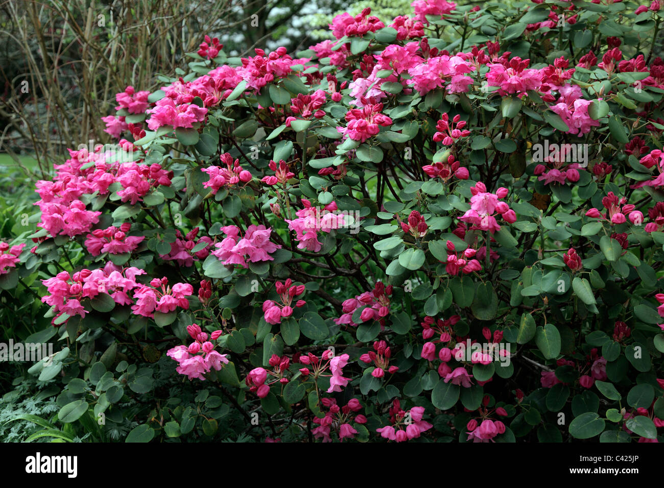 Rhododendron orbiculare Stock Photo