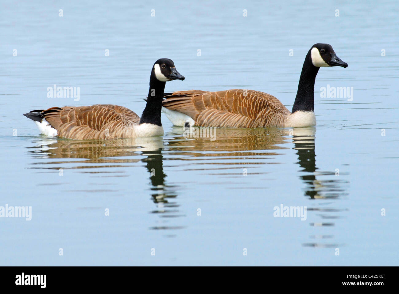 Two Canada geese (Branta canadensis) swimming on blue water Stock Photo