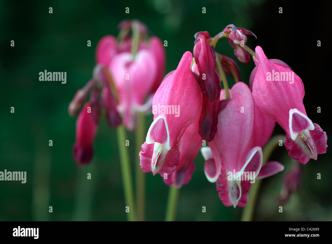 Dicentra 'King of Hearts' Stock Photo Alamy