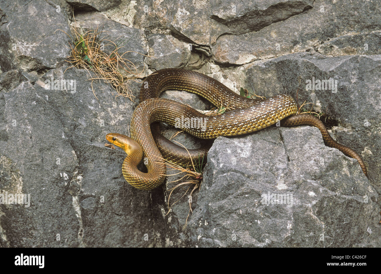Aesculapian snake, Zamenis longissimus, formerly Elaphe longissima, Central Italy Stock Photo