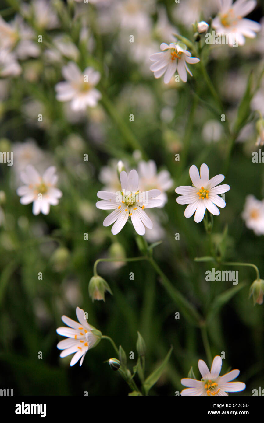 Greater Stitchwort - Stellaria holostea Stock Photo - Alamy