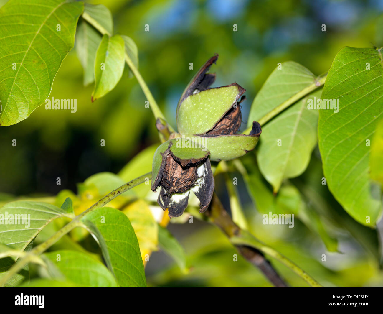 Walnuts Growing On Walnut Tree Stock Photo Alamy
